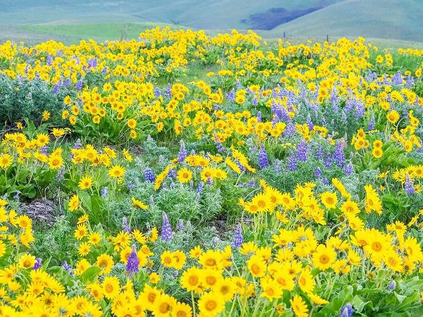 Washington State-Dalles Mountain State Park springtime blooming Lupine and Arrow-leaf Balsamroot